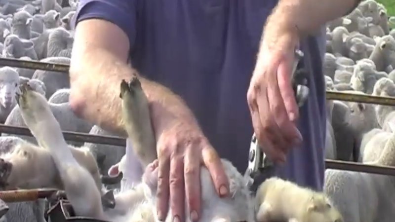 Live Lamb Cutting Screenshots