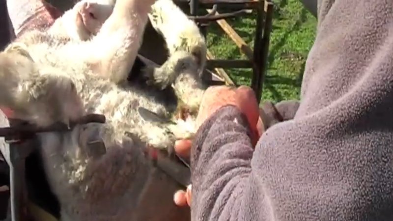 Live Lamb Cutting Screenshots
