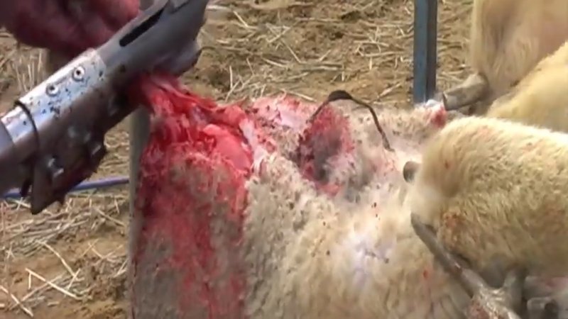 Live Lamb Cutting Screenshots