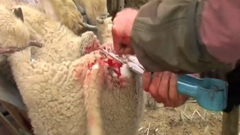 Live Lamb Cutting Screenshots