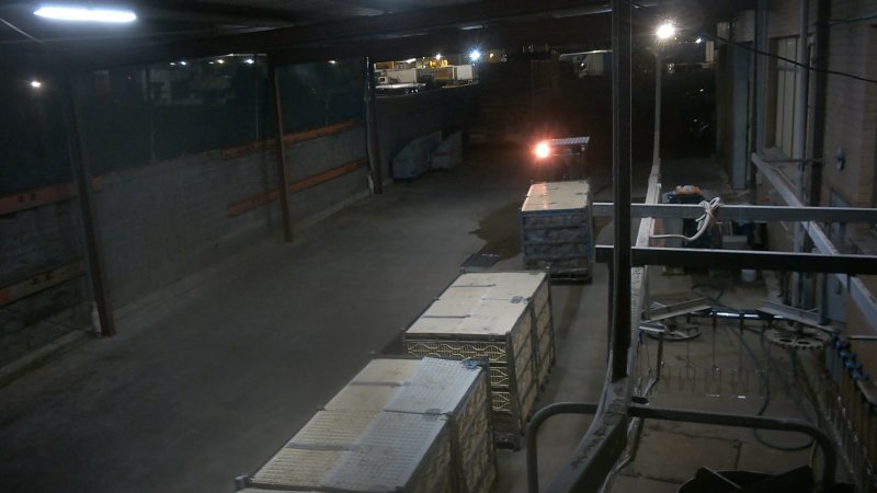 Broiler chickens being shackled at Star Poultry