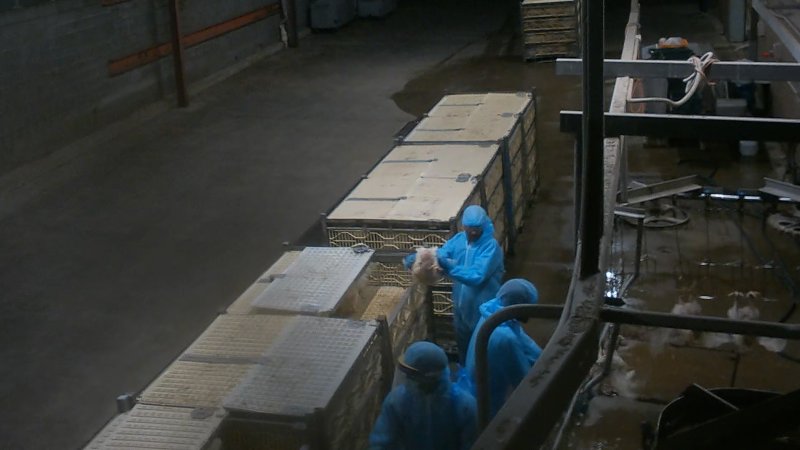 Broiler chickens being shackled at Star Poultry