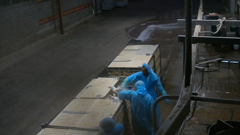 Broiler chickens being shackled at Star Poultry