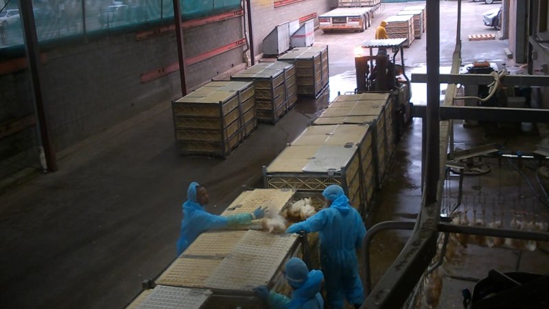 Broiler chickens being shackled at Star Poultry
