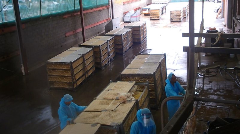 Broiler chickens being shackled at Star Poultry