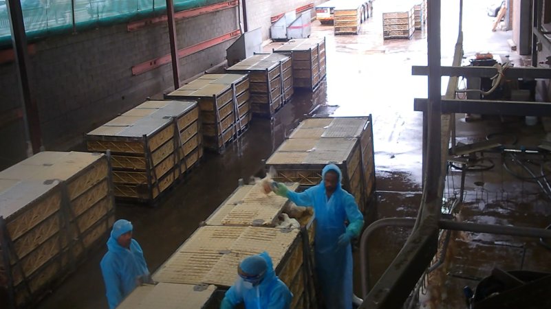 Broiler chickens being shackled at Star Poultry