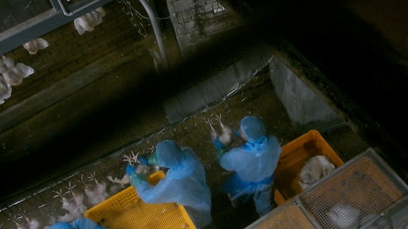 Broiler chickens being shackled at Star Poultry