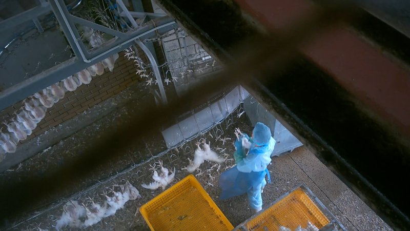 Broiler chickens being shackled at Star Poultry