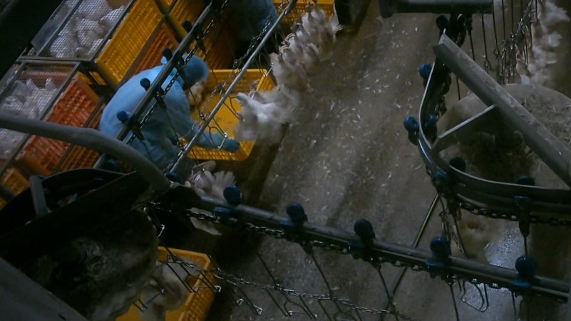 Broiler chickens being shackled at Star Poultry