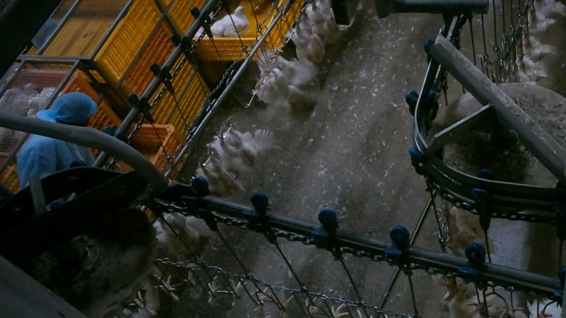 Broiler chickens being shackled at Star Poultry