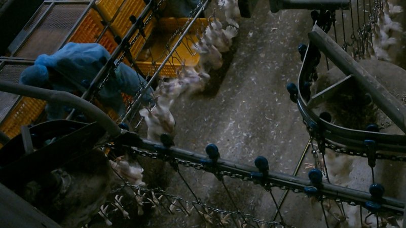Broiler chickens being shackled at Star Poultry