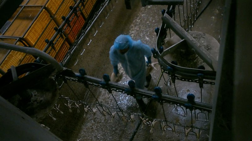Worker clearing dead broiler chickens at Star Poultry