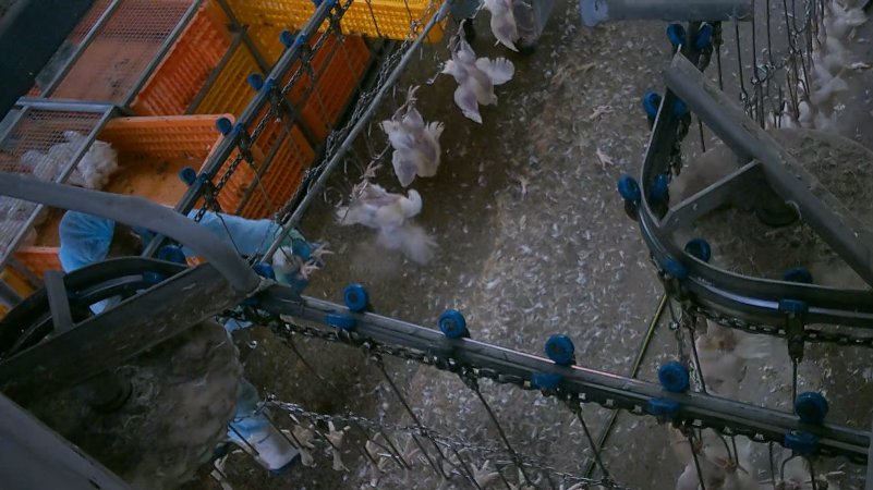 Broiler chickens being shackled at Star Poultry