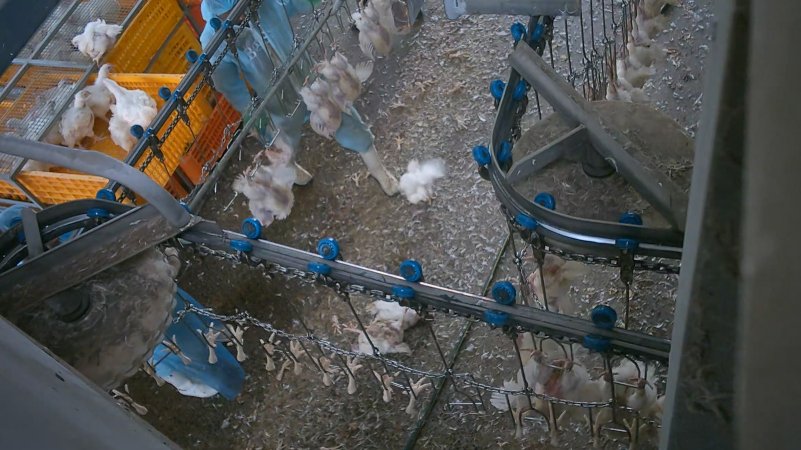 Worker stepping on broiler at Star Poultry