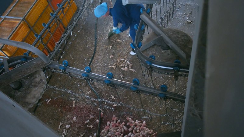 Worker clearing chicken feet at Star Poultry