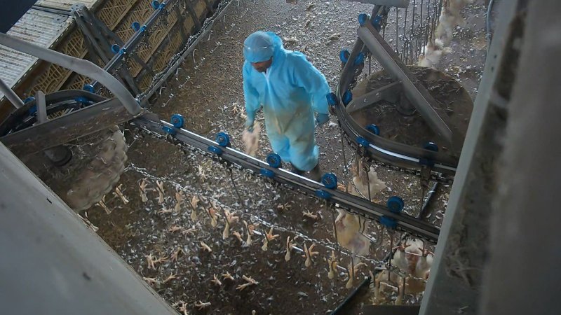 Worker clearing dead broiler chickens at Star Poultry