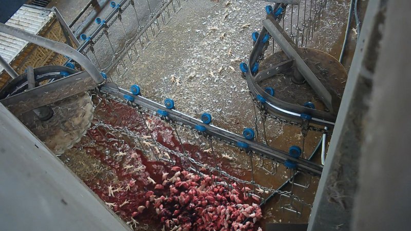Broiler chicken heads and feet at Star Poultry
