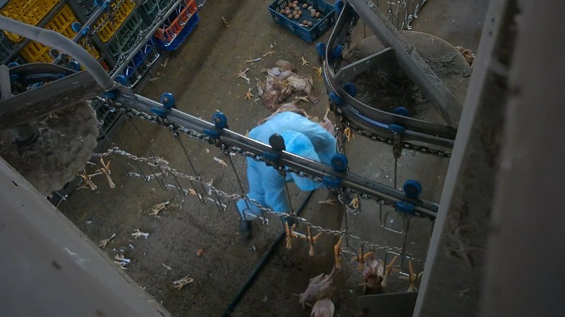 Layer hens being caught at Star Poultry