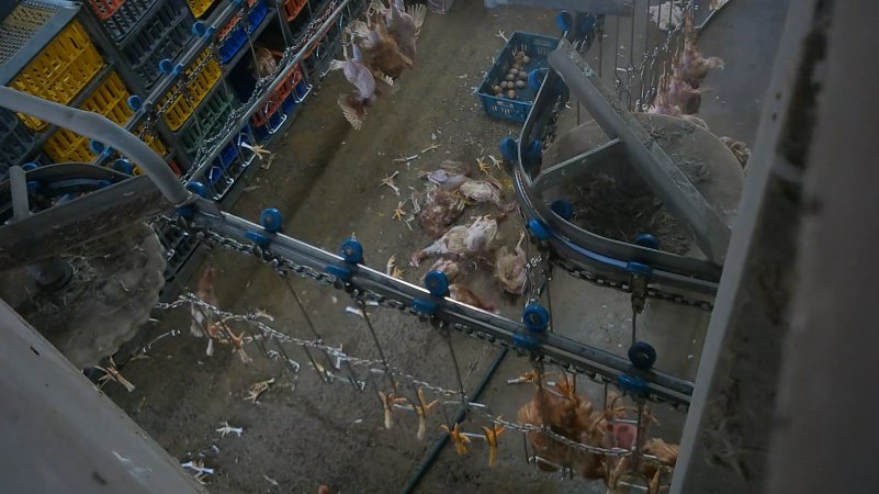 Dead layer hens at Star Poultry