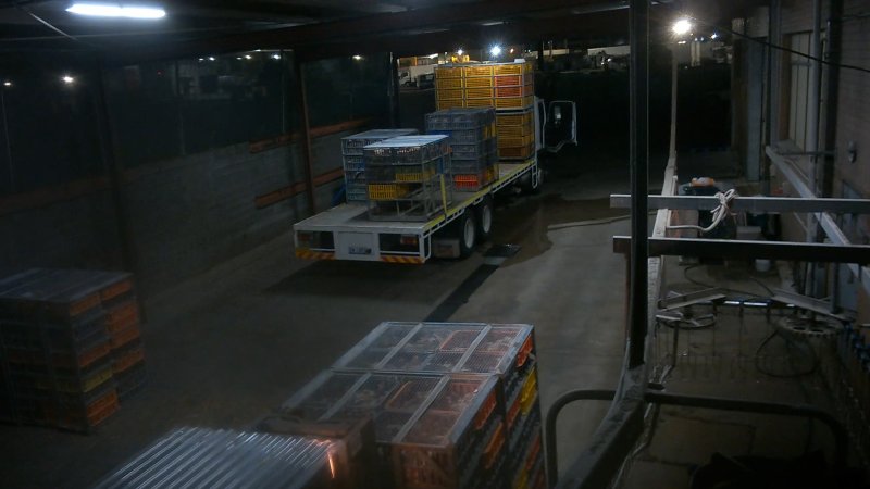Layer hens being unloaded at Star Poultry