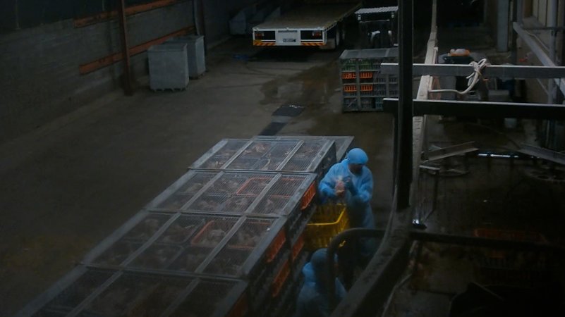 Layer hens being shackled at Star Poultry