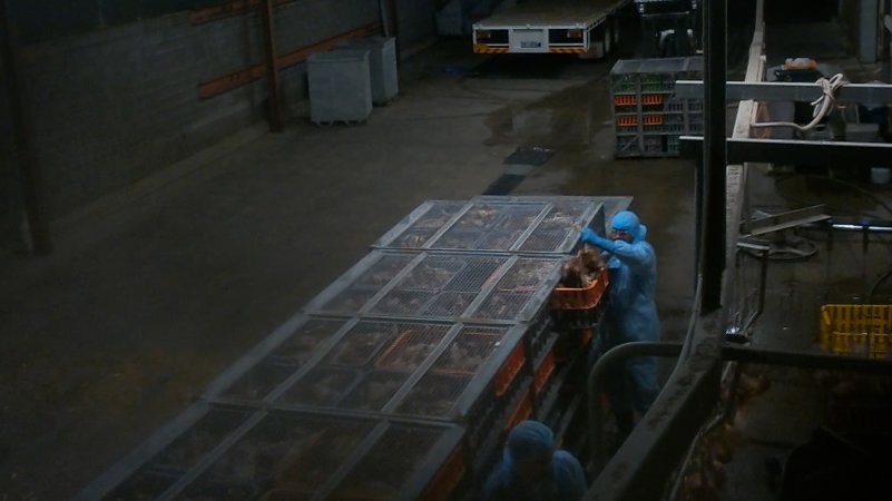 Layer hens being shackled at Star Poultry
