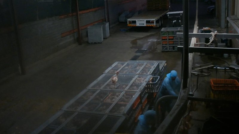 Layer hens being shackled at Star Poultry