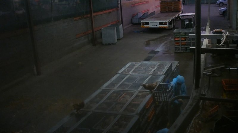 Layer hens escaping crates at Star Poultry