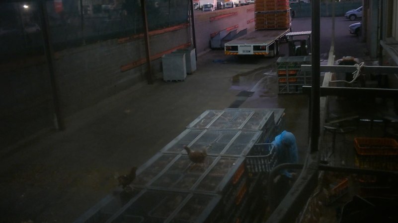 Layer hens escaping crates at Star Poultry
