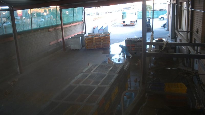 Layer hens escaping crates at Star Poultry