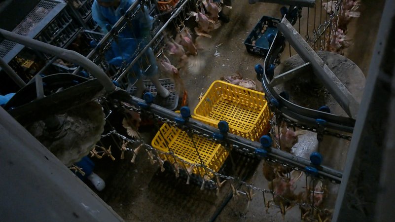 Layer hens being shackled at Star Poultry