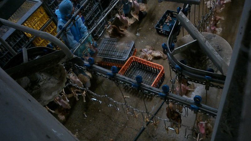 Layer hens being shackled at Star Poultry