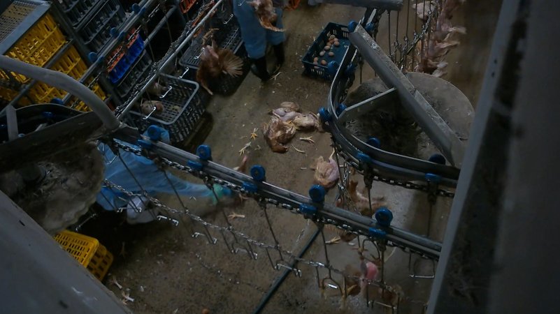 Dead layer hens at Star Poultry