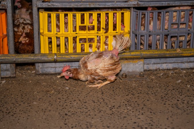 Layer hens in crates at poultry slaughterhouse