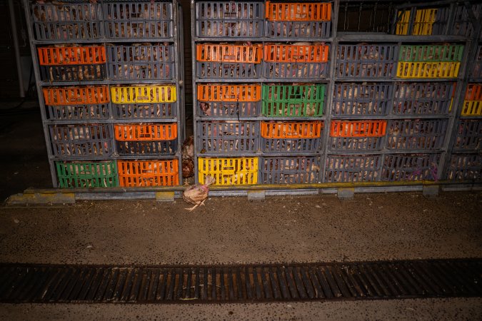 Layer hens in crates at poultry slaughterhouse