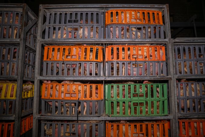 Layer hens in crates at poultry slaughterhouse