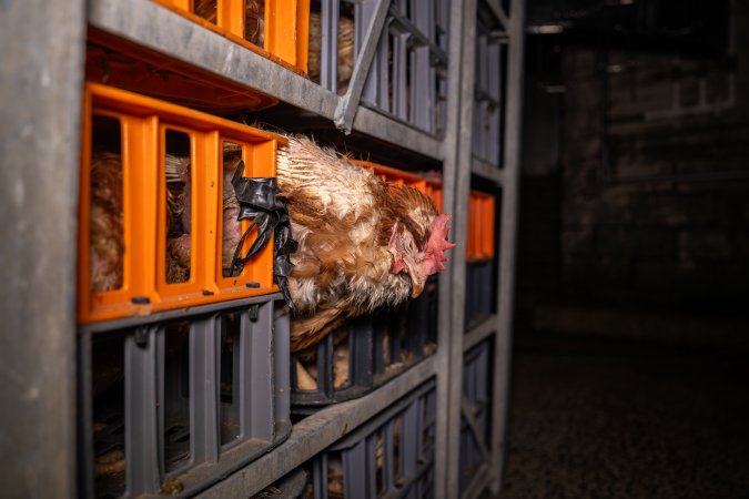 Layer hens in crates at poultry slaughterhouse