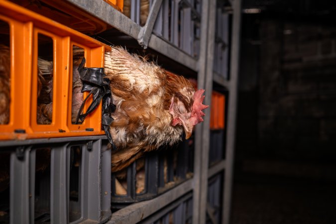 Layer hens in crates at poultry slaughterhouse