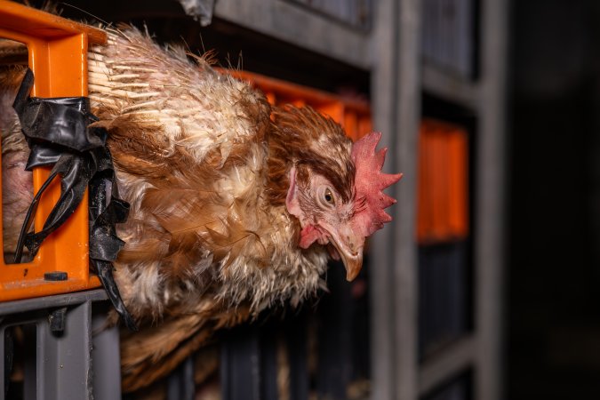 Layer hens in crates at poultry slaughterhouse