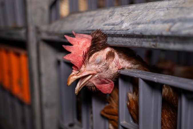 Layer hens in crates at poultry slaughterhouse
