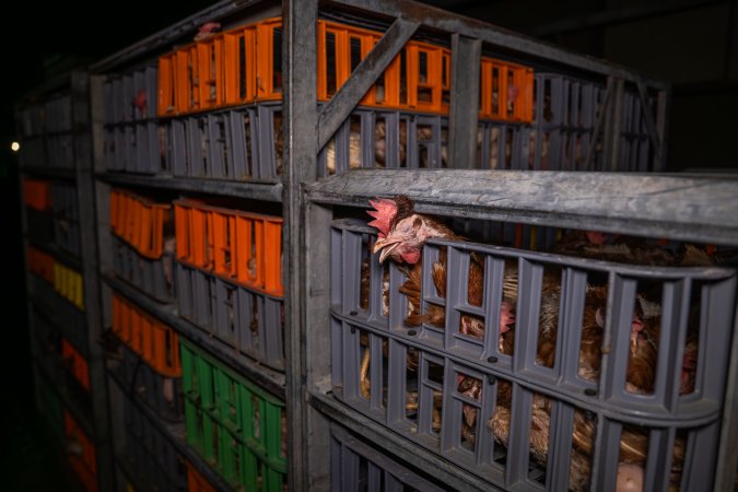 Layer hens in crates at poultry slaughterhouse