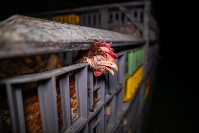 Layer hens in crates at poultry slaughterhouse