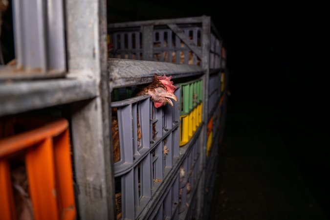 Layer hens in crates at poultry slaughterhouse