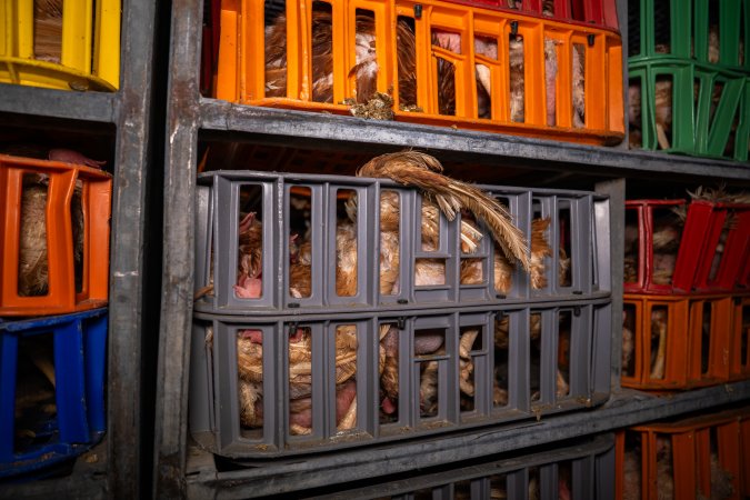 Layer hens in crates at poultry slaughterhouse