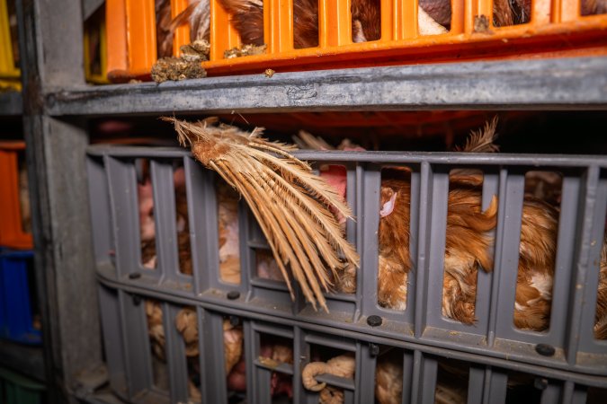 Layer hens in crates at poultry slaughterhouse