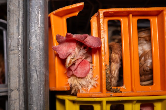 Layer hens in crates at poultry slaughterhouse