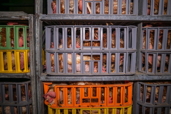 Layer hens in crates at poultry slaughterhouse