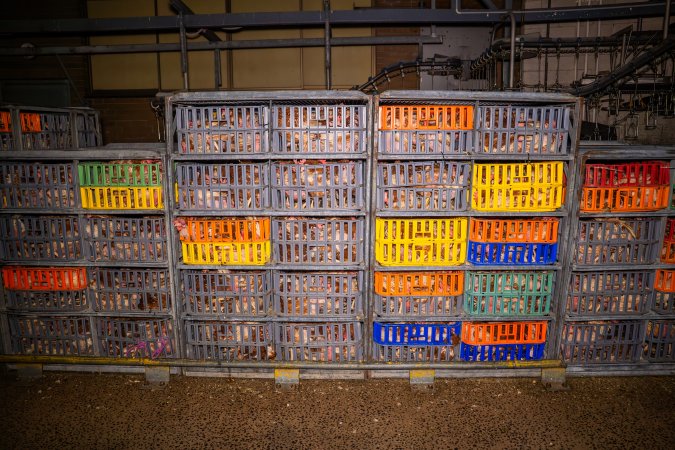 Layer hens in crates at poultry slaughterhouse