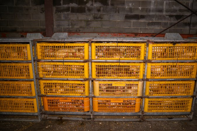 Layer hens in crates at poultry slaughterhouse