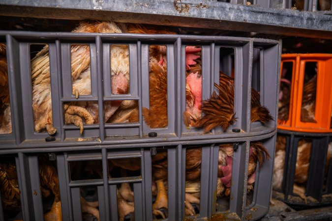 Layer hens in crates at poultry slaughterhouse